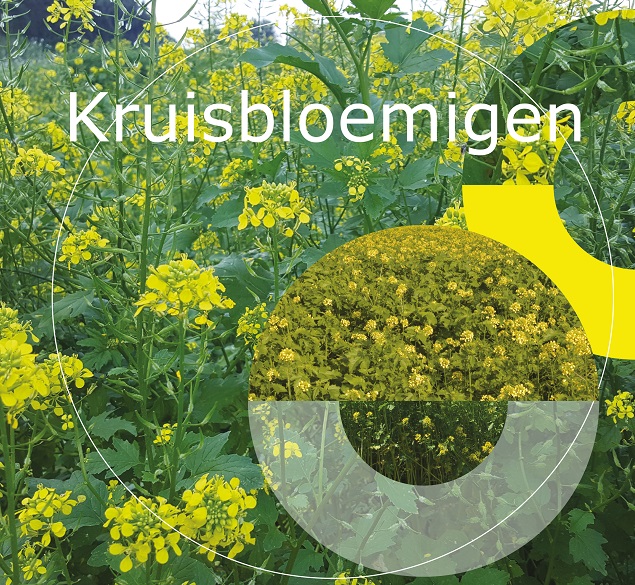Kruisboemigen